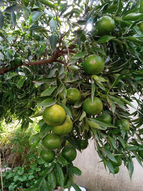 La huerta y el jardín pueden vivir en armonía y estas fotos lo demuestran. 230.-20220423_123814.jpg