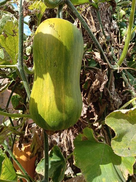La huerta y el jardín pueden vivir en armonía y estas fotos lo demuestran. 230.-20220423_123835_HDR.jpg