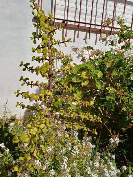 La huerta y el jardín pueden vivir en armonía y estas fotos lo demuestran. 230.-20220423_123626_HDR.jpg