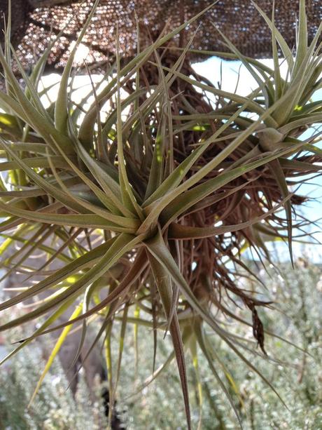 La huerta y el jardín pueden vivir en armonía y estas fotos lo demuestran. 230.-20220423_124449_HDR.jpg