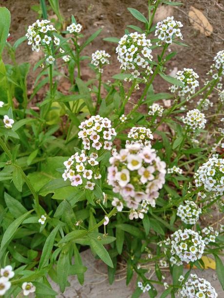 La huerta y el jardín pueden vivir en armonía y estas fotos lo demuestran. 230.-20220423_124102_HDR.jpg