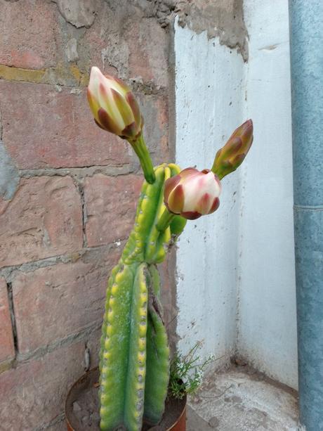 La huerta y el jardín pueden vivir en armonía y estas fotos lo demuestran. 230.-20211121_191833.jpg