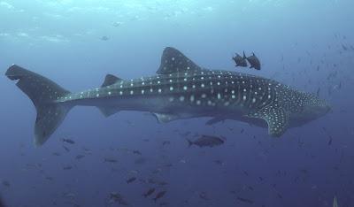 8 de junio, Día de los Océanos: Metropolitan Touring impulsa acciones de conservación más allá del turismo