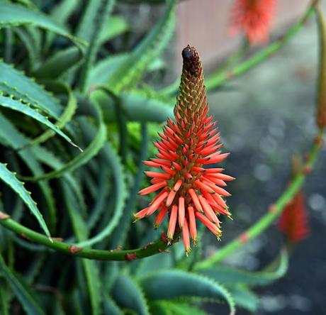 La sábila: para qué sirve y cómo aprovecharla en tu día a día