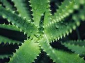 sábila: para sirve cómo aprovecharla