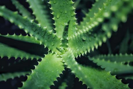 La sábila: para qué sirve y cómo aprovecharla en tu día a día