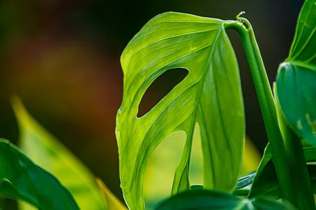 Cómo cuidar una Monstera deliciosa sin matarla en el intento