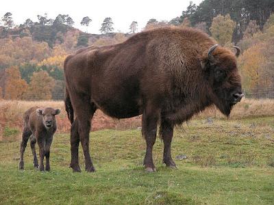 Bisonte europeo: el regreso de un gigante