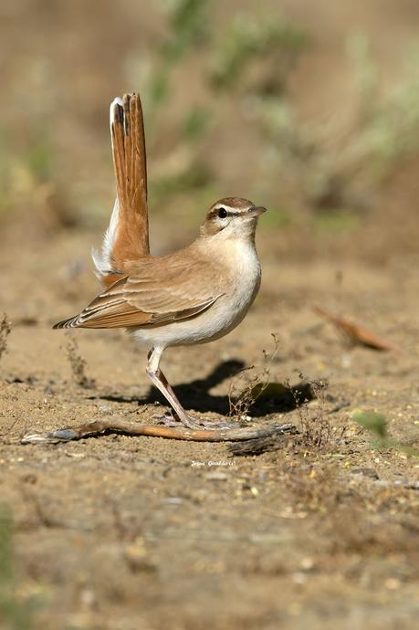 ALZACOLA ROJIZO, RUFUS-TAILED SCRUB ROBIN ALZACOLA ROJIZO, RUFUS-TAILED SCRUB ROBIN