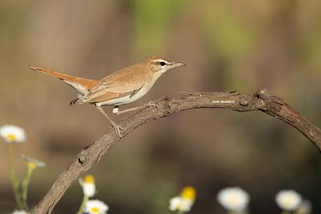ALZACOLA ROJIZO, RUFUS-TAILED SCRUB ROBIN ALZACOLA ROJIZO, RUFUS-TAILED SCRUB ROBIN