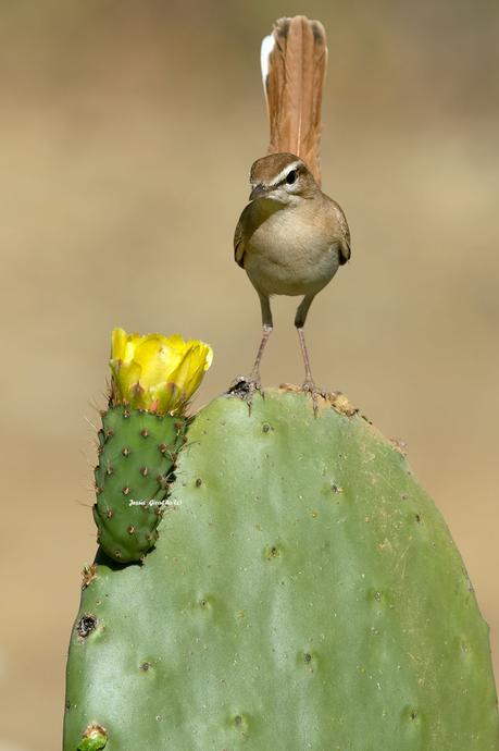 ALZACOLA ROJIZO, RUFUS-TAILED SCRUB ROBIN ALZACOLA ROJIZO, RUFUS-TAILED SCRUB ROBIN