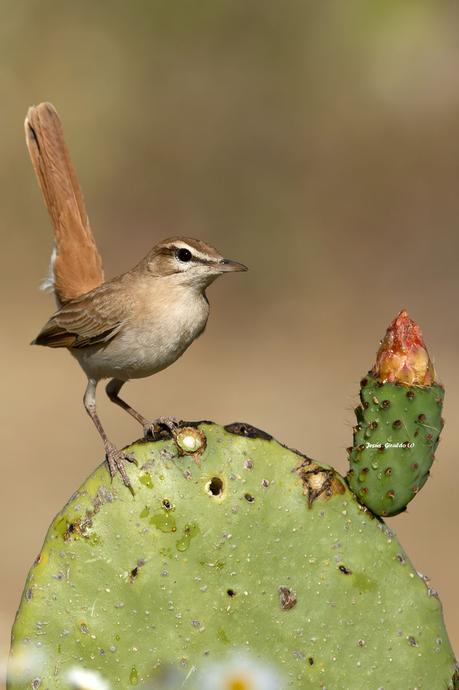 ALZACOLA ROJIZO, RUFUS-TAILED SCRUB ROBIN ALZACOLA ROJIZO, RUFUS-TAILED SCRUB ROBIN