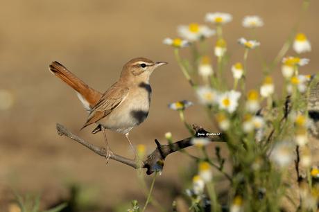 ALZACOLA ROJIZO, RUFUS-TAILED SCRUB ROBIN ALZACOLA ROJIZO, RUFUS-TAILED SCRUB ROBIN