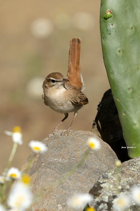 ALZACOLA ROJIZO, RUFUS-TAILED SCRUB ROBIN ALZACOLA ROJIZO, RUFUS-TAILED SCRUB ROBIN