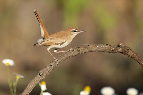 ALZACOLA ROJIZO, RUFUS-TAILED SCRUB ROBIN ALZACOLA ROJIZO, RUFUS-TAILED SCRUB ROBIN