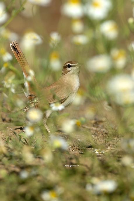 ALZACOLA ROJIZO, RUFUS-TAILED SCRUB ROBIN ALZACOLA ROJIZO, RUFUS-TAILED SCRUB ROBIN