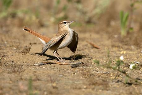 ALZACOLA ROJIZO, RUFUS-TAILED SCRUB ROBIN ALZACOLA ROJIZO, RUFUS-TAILED SCRUB ROBIN