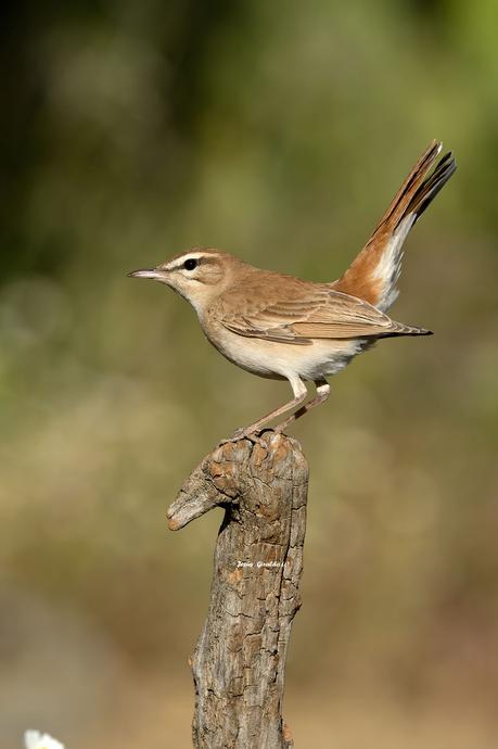 ALZACOLA ROJIZO, RUFUS-TAILED SCRUB ROBIN ALZACOLA ROJIZO, RUFUS-TAILED SCRUB ROBIN