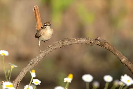 ALZACOLA ROJIZO, RUFUS-TAILED SCRUB ROBIN ALZACOLA ROJIZO, RUFUS-TAILED SCRUB ROBIN