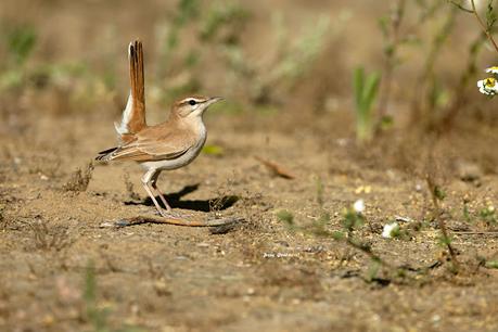 ALZACOLA ROJIZO, RUFUS-TAILED SCRUB ROBIN ALZACOLA ROJIZO, RUFUS-TAILED SCRUB ROBIN