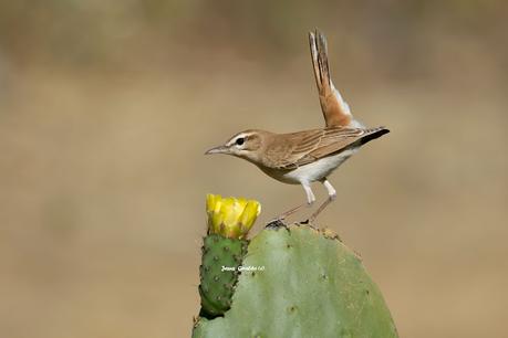 ALZACOLA ROJIZO, RUFUS-TAILED SCRUB ROBIN ALZACOLA ROJIZO, RUFUS-TAILED SCRUB ROBIN