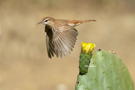 ALZACOLA ROJIZO, RUFUS-TAILED SCRUB ROBIN ALZACOLA ROJIZO, RUFUS-TAILED SCRUB ROBIN