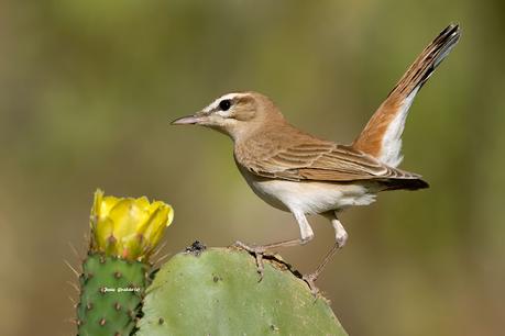 ALZACOLA ROJIZO, RUFUS-TAILED SCRUB ROBIN ALZACOLA ROJIZO, RUFUS-TAILED SCRUB ROBIN