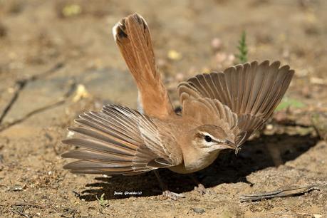 ALZACOLA ROJIZO, RUFUS-TAILED SCRUB ROBIN ALZACOLA ROJIZO, RUFUS-TAILED SCRUB ROBIN