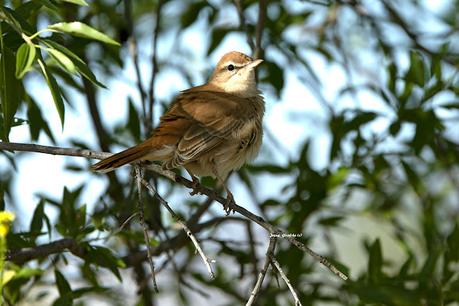 ALZACOLA ROJIZO, RUFUS-TAILED SCRUB ROBIN ALZACOLA ROJIZO, RUFUS-TAILED SCRUB ROBIN