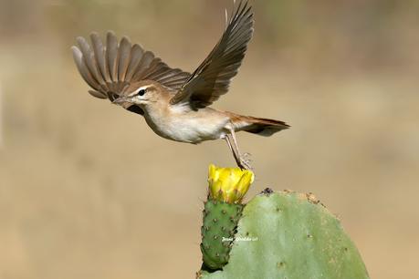 ALZACOLA ROJIZO, RUFUS-TAILED SCRUB ROBIN ALZACOLA ROJIZO, RUFUS-TAILED SCRUB ROBIN
