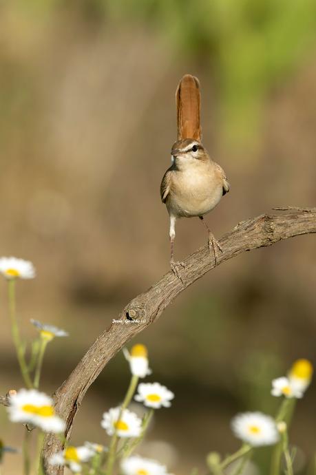 ALZACOLA ROJIZO, RUFUS-TAILED SCRUB ROBIN ALZACOLA ROJIZO, RUFUS-TAILED SCRUB ROBIN