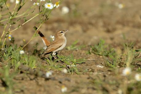 ALZACOLA ROJIZO, RUFUS-TAILED SCRUB ROBIN ALZACOLA ROJIZO, RUFUS-TAILED SCRUB ROBIN