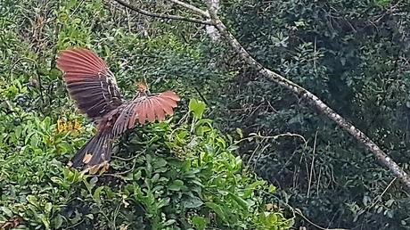 BOLIVIA : UNA INCURSIÓN EN LA AMAZONIA BOLIVIANA BOLIVIA : UNA INCURSIÓN EN LA AMAZONIA BOLIVIANA