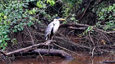 BOLIVIA : UNA INCURSIÓN EN LA AMAZONIA BOLIVIANA BOLIVIA : UNA INCURSIÓN EN LA AMAZONIA BOLIVIANA
