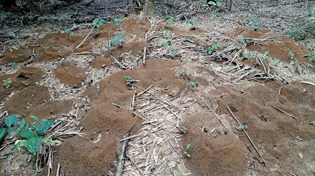 BOLIVIA : UNA INCURSIÓN EN LA AMAZONIA BOLIVIANA BOLIVIA : UNA INCURSIÓN EN LA AMAZONIA BOLIVIANA