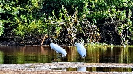 BOLIVIA : UNA INCURSIÓN EN LA AMAZONIA BOLIVIANA BOLIVIA : UNA INCURSIÓN EN LA AMAZONIA BOLIVIANA