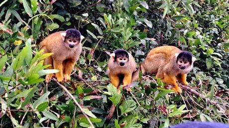 BOLIVIA : UNA INCURSIÓN EN LA AMAZONIA BOLIVIANA BOLIVIA : UNA INCURSIÓN EN LA AMAZONIA BOLIVIANA