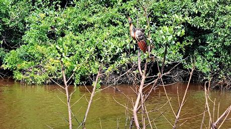 BOLIVIA : UNA INCURSIÓN EN LA AMAZONIA BOLIVIANA BOLIVIA : UNA INCURSIÓN EN LA AMAZONIA BOLIVIANA