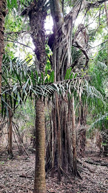 BOLIVIA : UNA INCURSIÓN EN LA AMAZONIA BOLIVIANA BOLIVIA : UNA INCURSIÓN EN LA AMAZONIA BOLIVIANA