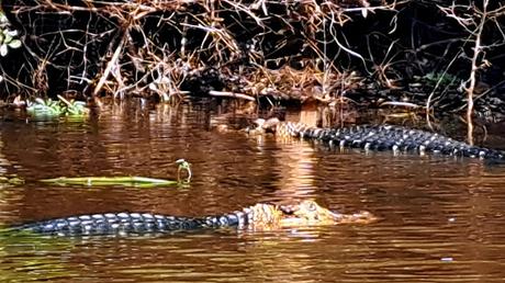 BOLIVIA : UNA INCURSIÓN EN LA AMAZONIA BOLIVIANA BOLIVIA : UNA INCURSIÓN EN LA AMAZONIA BOLIVIANA