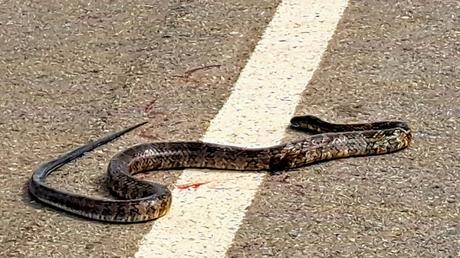 BOLIVIA : UNA INCURSIÓN EN LA AMAZONIA BOLIVIANA BOLIVIA : UNA INCURSIÓN EN LA AMAZONIA BOLIVIANA