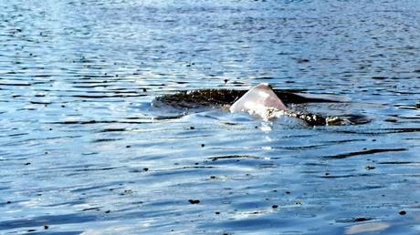 BOLIVIA : UNA INCURSIÓN EN LA AMAZONIA BOLIVIANA BOLIVIA : UNA INCURSIÓN EN LA AMAZONIA BOLIVIANA