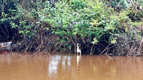 BOLIVIA : UNA INCURSIÓN EN LA AMAZONIA BOLIVIANA BOLIVIA : UNA INCURSIÓN EN LA AMAZONIA BOLIVIANA