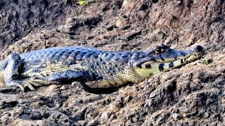 BOLIVIA : UNA INCURSIÓN EN LA AMAZONIA BOLIVIANA BOLIVIA : UNA INCURSIÓN EN LA AMAZONIA BOLIVIANA