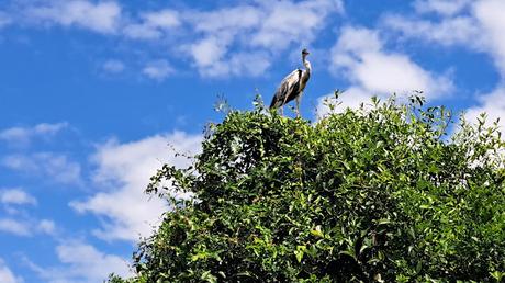 BOLIVIA : UNA INCURSIÓN EN LA AMAZONIA BOLIVIANA BOLIVIA : UNA INCURSIÓN EN LA AMAZONIA BOLIVIANA