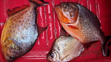 BOLIVIA : UNA INCURSIÓN EN LA AMAZONIA BOLIVIANA BOLIVIA : UNA INCURSIÓN EN LA AMAZONIA BOLIVIANA