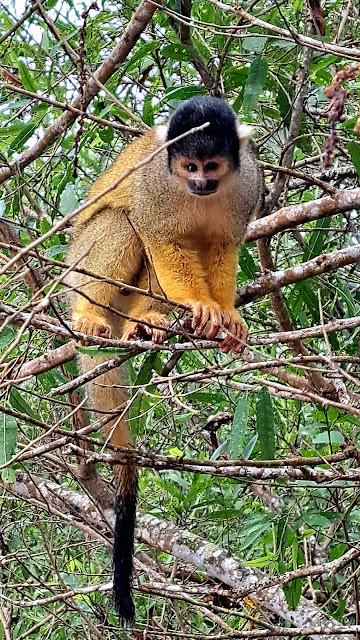 BOLIVIA : UNA INCURSIÓN EN LA AMAZONIA BOLIVIANA BOLIVIA : UNA INCURSIÓN EN LA AMAZONIA BOLIVIANA