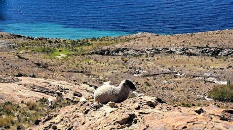 BOLIVIA : LAS ISLAS DEL SOL Y LA LUNA EN EL LAGO TITICACA BOLIVIA : LAS ISLAS DEL SOL Y LA LUNA EN EL LAGO TITICACA