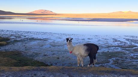 BOLIVIA : EL P. N. EDUARDO AVAROA Y EL VOLCÁN SOL DE MAÑANA BOLIVIA : EL P. N. EDUARDO AVAROA Y EL VOLCÁN SOL DE MAÑANA