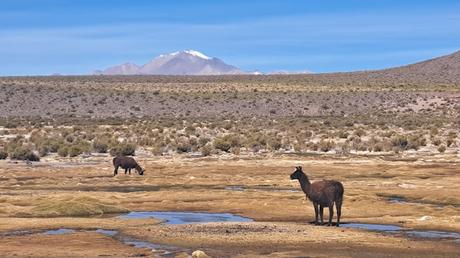 BOLIVIA : EL P. N. EDUARDO AVAROA Y EL VOLCÁN SOL DE MAÑANA BOLIVIA : EL P. N. EDUARDO AVAROA Y EL VOLCÁN SOL DE MAÑANA